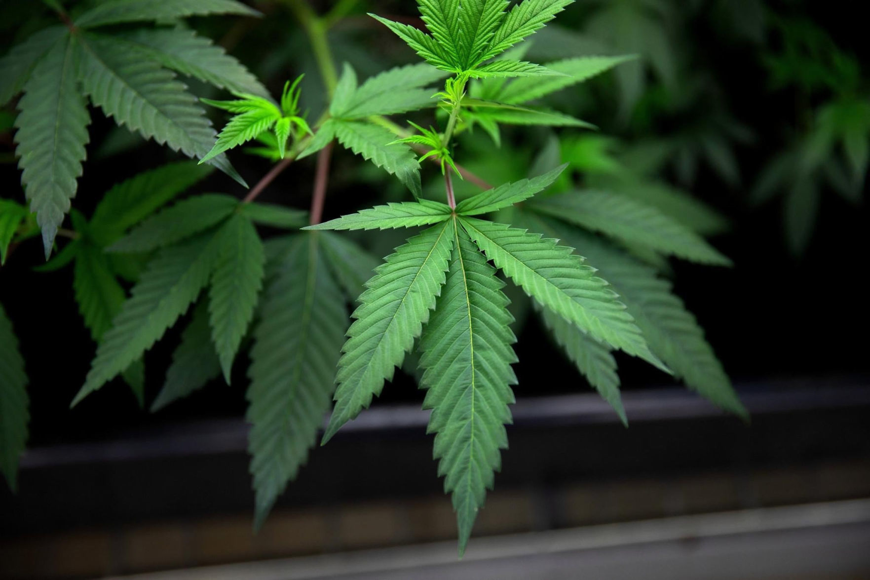 WHERE IS THE WEED GROWN?